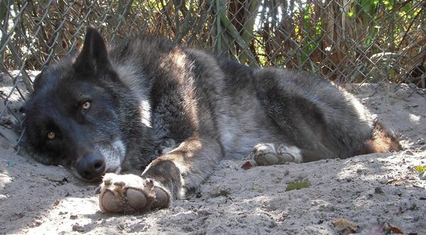 Μισός σκύλος και μισός λύκος, τον εγκατέλειψαν σε καταφύγιο για ευθανασία επειδή έγινε τεράστιος