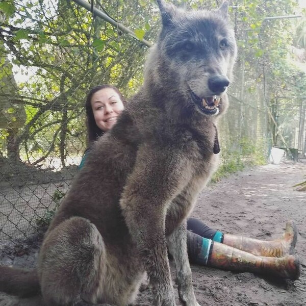 Μισός σκύλος και μισός λύκος, τον εγκατέλειψαν σε καταφύγιο για ευθανασία επειδή έγινε τεράστιος