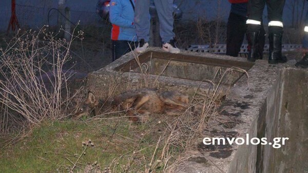 Πυροσβέστες έσωσαν λύκο από πνιγμό στην Ημαθία