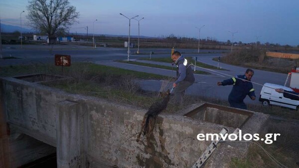 Πυροσβέστες έσωσαν λύκο από πνιγμό στην Ημαθία