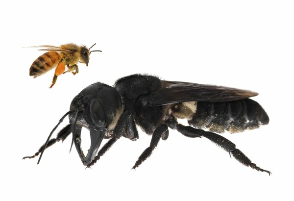 Η μεγαλύτερη μέλισσα του κόσμου εντοπίστηκε ξανά ζωντανή μετά από 38 χρόνια
