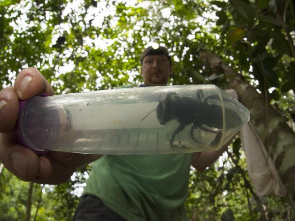 Η μεγαλύτερη μέλισσα του κόσμου εντοπίστηκε ξανά ζωντανή μετά από 38 χρόνια