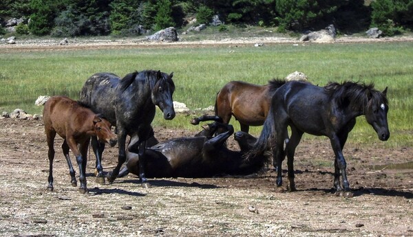 Φρίκη στη Θεσπρωτία με τα νεκρά άλογα- Τα πυροβολούν με κυνηγετικό όπλο