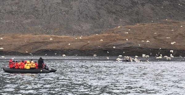 Εντυπωσιακές φωτογραφίες κατέγραψαν σπάνιο θέαμα με εκατοντάδες πολικές αρκούδες να τρώνε μια νεκρή φάλαινα