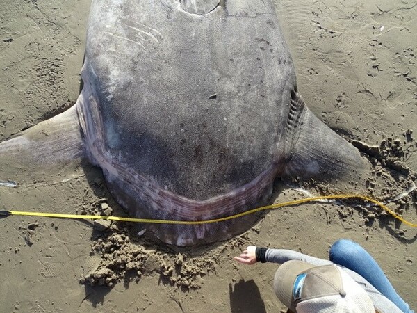 Το σπάνιο, γιγαντιαίο ψάρι που ξεβράστηκε σε παραλία της Καλιφόρνια