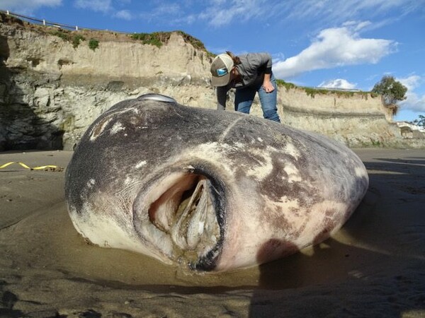 Το σπάνιο, γιγαντιαίο ψάρι που ξεβράστηκε σε παραλία της Καλιφόρνια