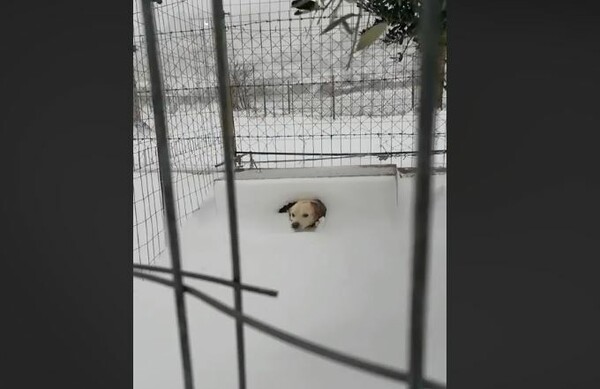 To εξοργιστικό βίντεο με τον σκύλο στην παγωμένη Λήμνο - Τον άφησαν δεμένο στο χιόνι