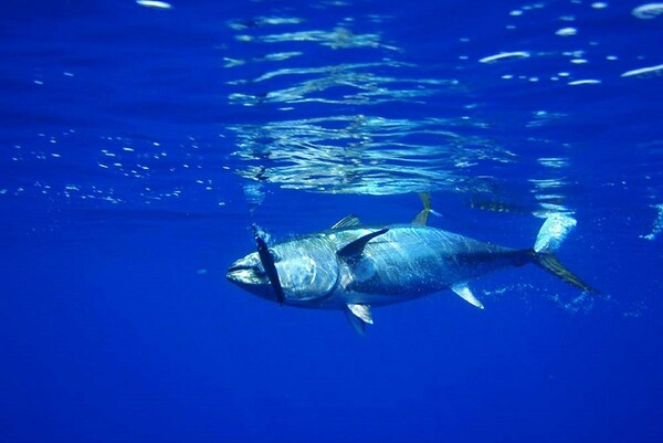 WWF και Bolton Alimentari ενώνουν τις δυνάμεις τους