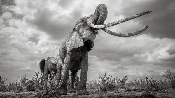 Η βασίλισσα των ελεφάντων: Οι τελευταίες φωτογραφίες ενός σπάνιου πλάσματος