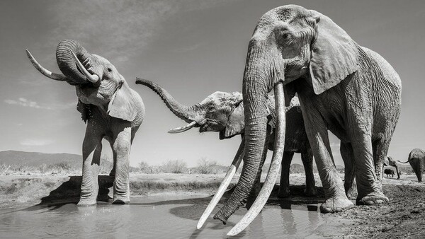 Η βασίλισσα των ελεφάντων: Οι τελευταίες φωτογραφίες ενός σπάνιου πλάσματος