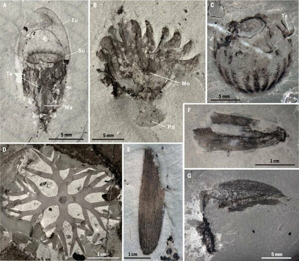 Ανακαλύφθηκαν απολιθώματα αρχέγονων ζώων που ζούσαν πριν από 500 εκατομμύρια χρόνια