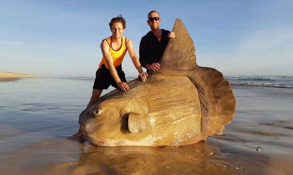 Αυστραλία: Τεράστιο σπάνιο ψάρι ξεβράστηκε στην ακτή - Νόμιζαν πως είναι ψεύτικο