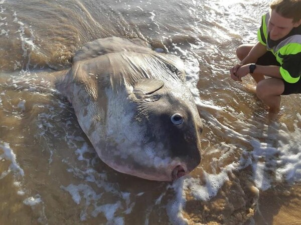 Αυστραλία: Τεράστιο σπάνιο ψάρι ξεβράστηκε στην ακτή - Νόμιζαν πως είναι ψεύτικο