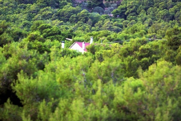 ΣτΕ: Αντισυνταγματικοί οι αυθαίρετοι οικισμοί εντός δασικών εκτάσεων