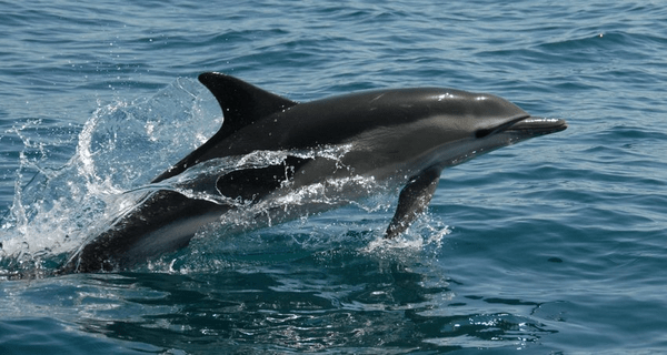 Εντοπίστηκαν νεκρά σε ελληνικές ακτές δύο δελφίνια και μία θαλάσσια χελώνα