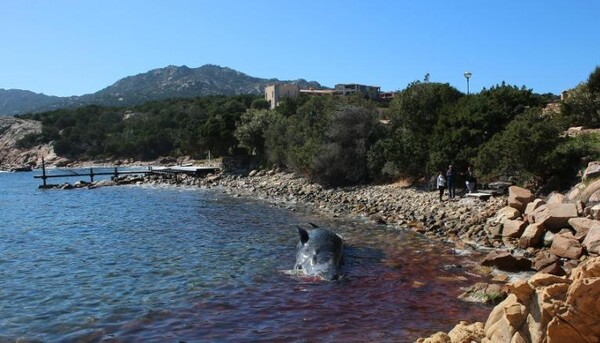 Έγκυος φάλαινα ξεβράστηκε στη Σαρδηνία με 22 κιλά πλαστικό στο στομάχι της