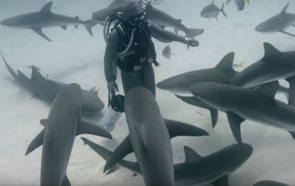 Η γυναίκα που αγαπούν οι καρχαρίες