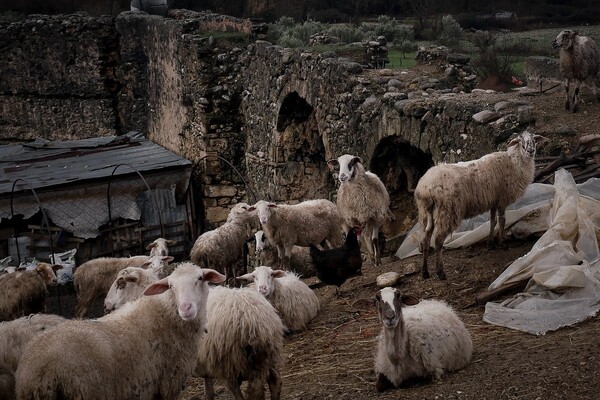 Στην Άυλη Πολιτιστική Κληρονομιά της Ελλάδας οι κτηνοτρόφοι του Ψηλορείτη