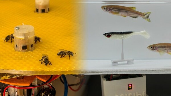 Μέλισσες και ψάρια «επικοινώνησαν» μεταξύ τους για πρώτη φορά με τη βοήθεια ρομπότ