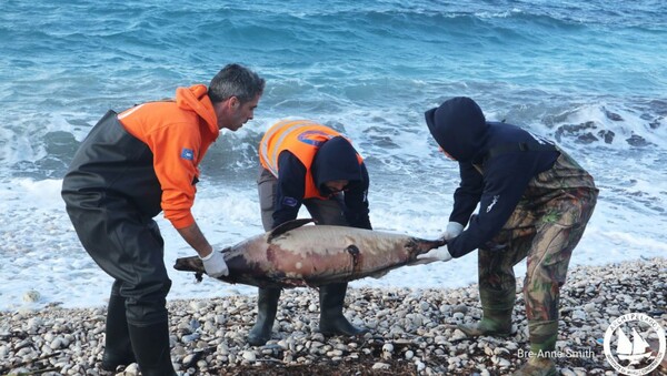 Τι απαντούν οι Τούρκοι για τα νεκρά δελφίνια κατά τη διάρκεια της άσκησης «Γαλάζια Πατρίδα»