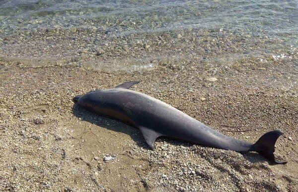 Δελφίνια εκβράστηκαν νεκρά κατά την τουρκική άσκηση Γαλάζια Πατρίδα