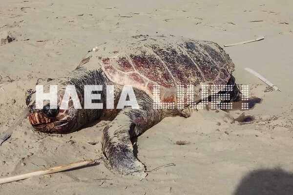 Κατάκολο: Νεκρές και χτυπημένες Caretta - Caretta ξεβράζονται ανεξήγητα στις παραλίες