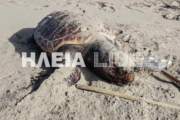 Κατάκολο: Νεκρές και χτυπημένες Caretta - Caretta ξεβράζονται ανεξήγητα στις παραλίες