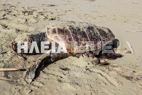 Κατάκολο: Νεκρές και χτυπημένες Caretta - Caretta ξεβράζονται ανεξήγητα στις παραλίες