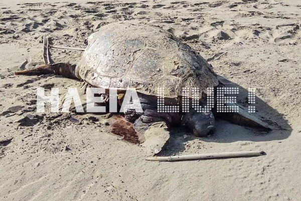 Κατάκολο: Νεκρές και χτυπημένες Caretta - Caretta ξεβράζονται ανεξήγητα στις παραλίες