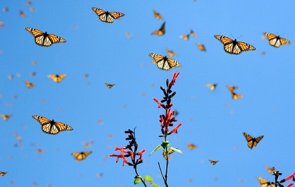 Δισεκατομμύρια πεταλούδες κατακλύζουν την Κύπρο - Το αρχαίο τους ταξίδι από το Ισραήλ