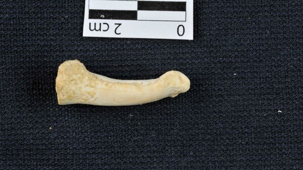 Άγνωστο είδος ανθρώπου ανακαλύφθηκε στις Φιλιππίνες - Μοναδικό απολίθωμα