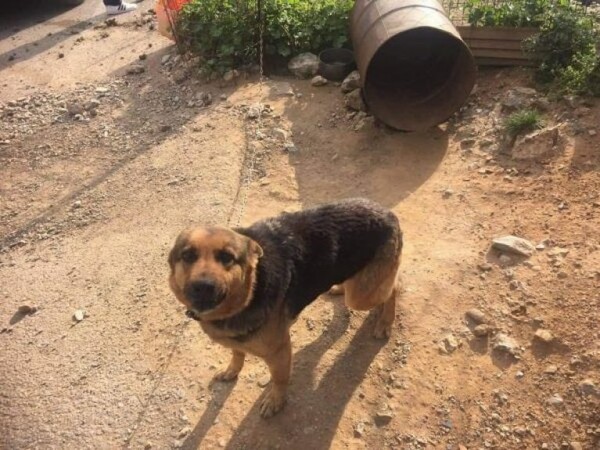 Άμεση κινητοποίηση της Αστυνομίας για «βαρελόσκυλα» στα Χανιά