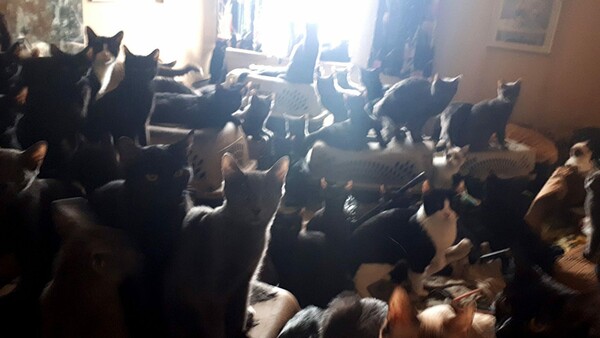 Βρήκαν 300 γάτες μέσα σε διαμέρισμα - Ζούσαν σε άθλια κατάσταση