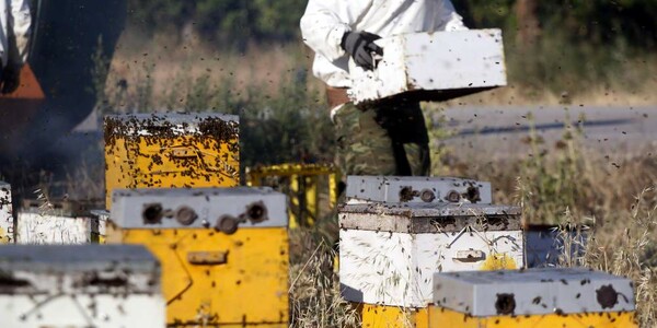 Νεκρός 75χρονος από επίθεση μελισσών στη Μεσσηνία