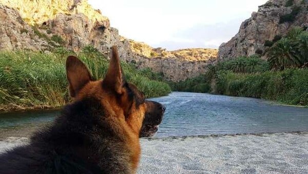 Αστυνομικοί σκύλοι: Αντιδράσεις για την εκπαίδευση και το μέλλον τους μετά την «σύνταξη» από την ΕΛ.ΑΣ.