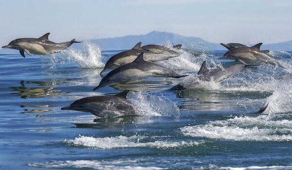 Tο πρώτο καταφύγιο απελευθέρωσης αιχμάλωτων δελφινιών ανοίγει στους Λειψούς