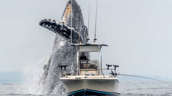 Η στιγμή που μια φάλαινα αναδύεται δίπλα στη βάρκα ανυποψίαστου ψαρά