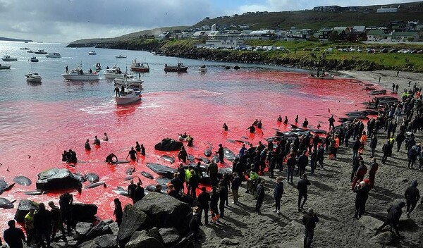 Εκατοντάδες φάλαινες και δελφίνια νεκρά στην «παραδοσιακή» σφαγή των Φερόες - Σκληρές εικόνες