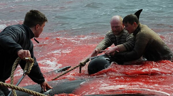 Εκατοντάδες φάλαινες και δελφίνια νεκρά στην «παραδοσιακή» σφαγή των Φερόες - Σκληρές εικόνες