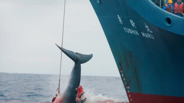 Από σήμερα η Ιαπωνία σκοτώνει ξανά φάλαινες για εμπορικούς σκοπούς