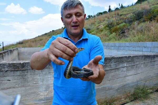 Αγρότης στο Ναύπλιο έσωσε φίδια που εγκλωβίστηκαν σε δεξαμενή και τα άφησε πίσω στη φύση