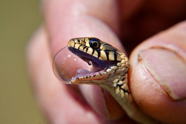 Αγρότης στο Ναύπλιο έσωσε φίδια που εγκλωβίστηκαν σε δεξαμενή και τα άφησε πίσω στη φύση