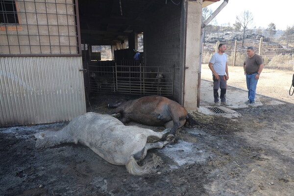 Η Ισπανία φλέγεται - Καμένα ζώα και καταστροφή από την μεγαλύτερη πυρκαγιά εδώ και 20 χρόνια