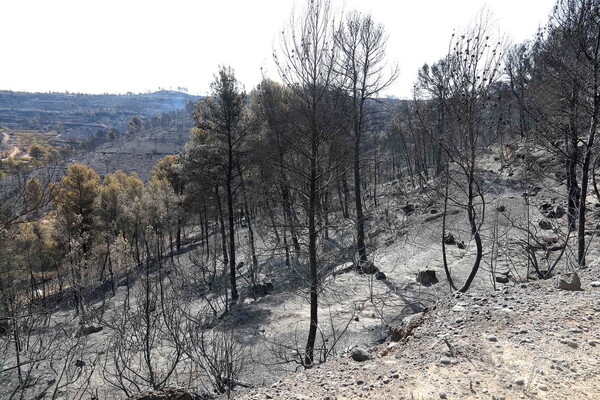 Η Ισπανία φλέγεται - Καμένα ζώα και καταστροφή από την μεγαλύτερη πυρκαγιά εδώ και 20 χρόνια