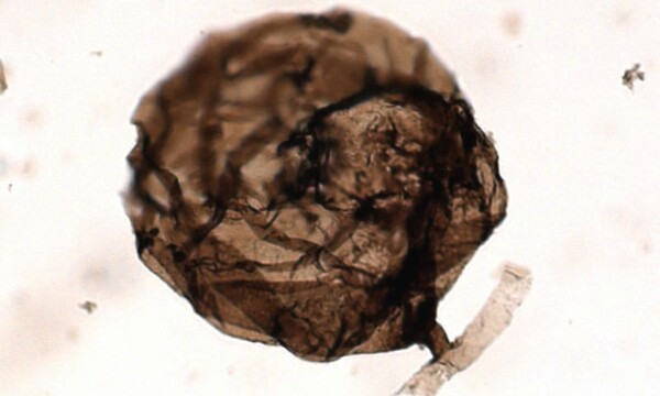 Στον αρκτικό Καναδά ανακάλυψαν το αρχαιότερο απολίθωμα μύκητα
