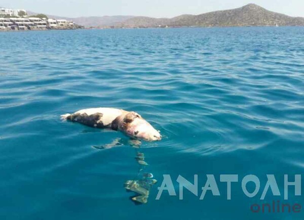 Σκότωσαν φώκια στην Κρήτη - Την βρήκαν με σχοινί και πέτρες στο λαιμό
