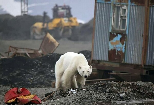 Ρωσία: Βρέθηκε και μεταφέρθηκε σε ζωολογικό κήπο η πολική αρκούδα που περιπλανιόταν στο Νορίλσκ