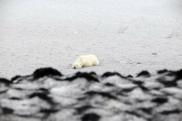 Μια θλιβερή εικόνα: Εξουθενωμένη πολική αρκούδα περιφερόταν στο κέντρο πόλης στη Σιβηρία