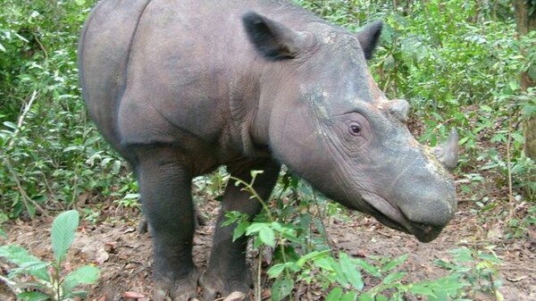 Πέθανε ο τελευταίος αρσενικός Ρινόκερος της Σουμάτρας στη Μαλαισία