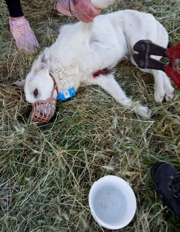 Σκότωσαν σκύλο με ψαροντούφεκο - Φρίκη στο Αγρίνιο ( ΣΚΛΗΡΕΣ ΕΙΚΟΝΕΣ)